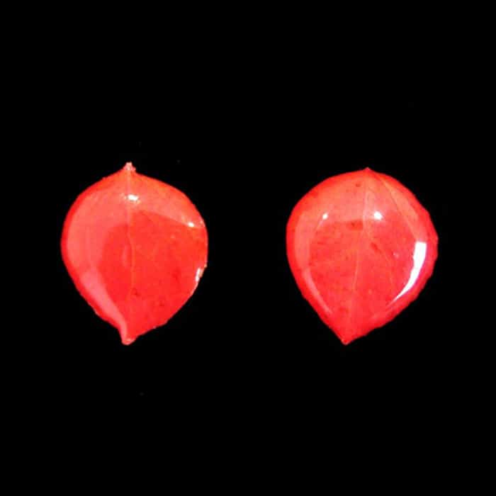 Red Aspen Earrings